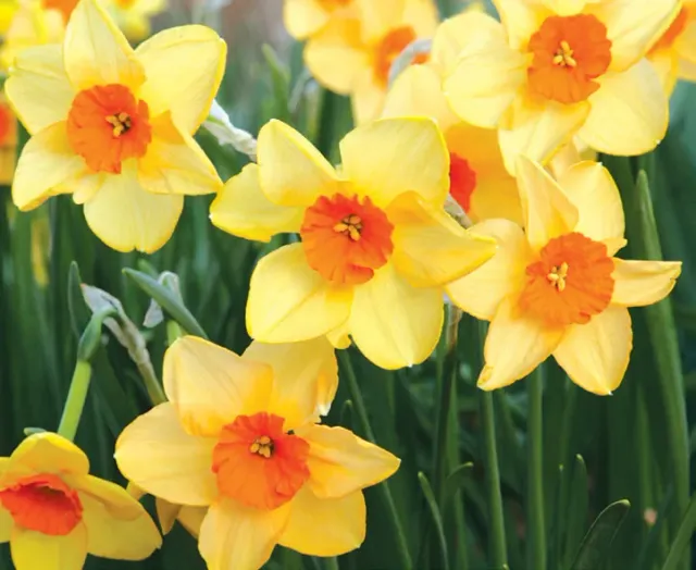Brent & Becky's Bulbs Kedron Daffodil Bulbs Fragrant Jonquilla