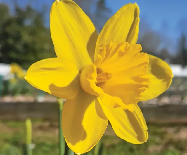 Brent & Becky's Bulbs Narcissus Barenwyn daffodil bulb