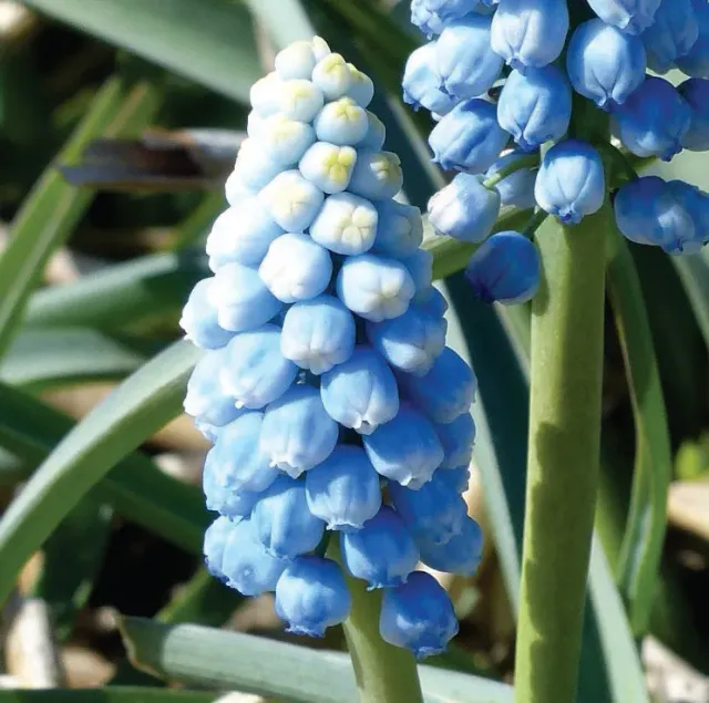 Brent & Becky's Bulbs Muscari Manon Grape Hyacinth Bulbs Blue
