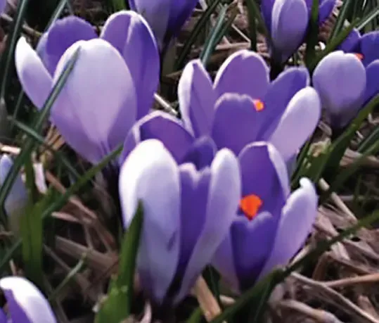 Brent & Becky's Bulbs Crocus vernus Whale Shark Bulbs Early Bloom