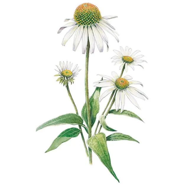 Epic Gardening White Swan Echinacea Flower Seeds Perennial