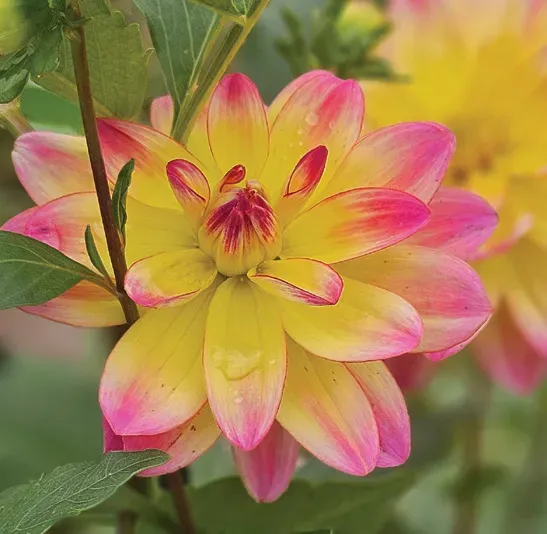 Brent & Becky's Bulbs Dahlia Pacific Ocean Tuber
