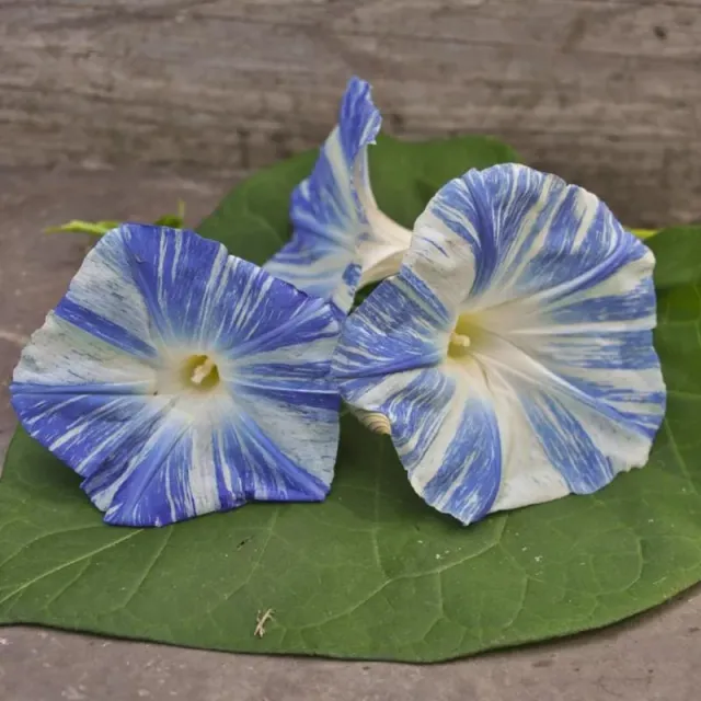 Pinetree Flying Saucers Morning Glory Seeds, 20 Seeds, Climbing Vine