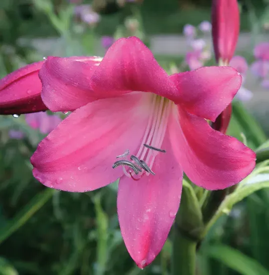 Brent & Becky's Bulbs Crinum Ellen Bosanquet bulb