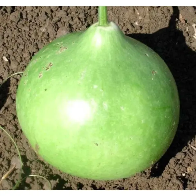Pinetree Garden Seeds Bushel Gourd 120 Days Seeds 25 Seeds Craft Type