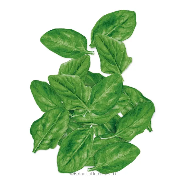 Epic Gardening Space Spinach Seeds Organic Packet