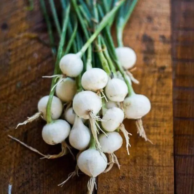 Pinetree Garden Seeds Barletta White Pickling Onion Seeds 150 Pack Heirloom