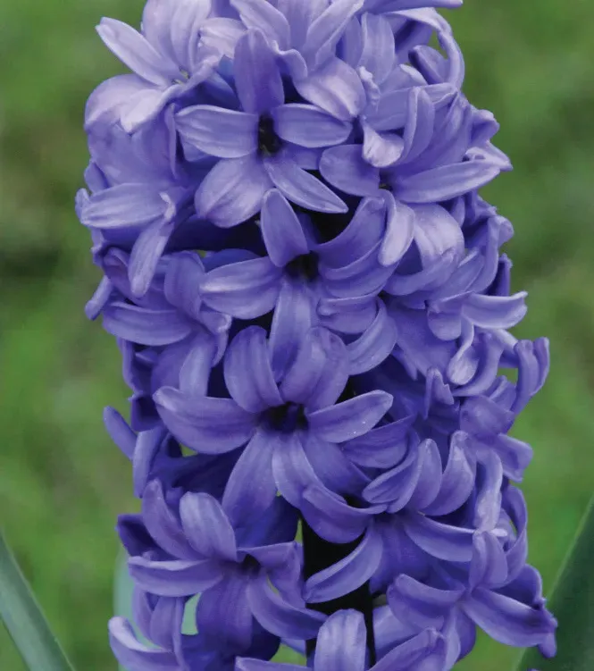 Brent & Becky's Bulbs Delft Blue Hyacinth Bulbs Fragrant
