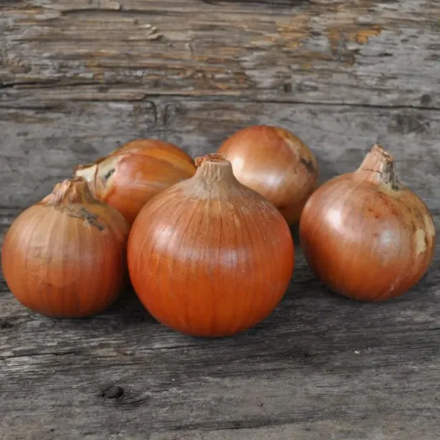 Pinetree Garden Seeds Patterson Onion Plants Long-Day Bunch 55–65 Plants