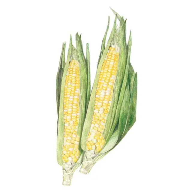 Epic Gardening Ambrosia Sweet Corn Seeds Bicolor Midseason