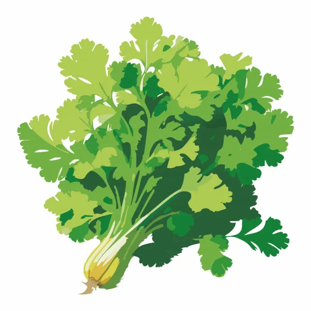 Epic Gardening Slow Bolt Cilantro Herb Seeds Organic