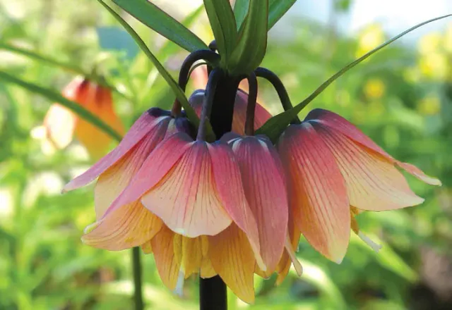 Brent & Becky's Bulbs Early Fantasy Crown Imperial Bulb