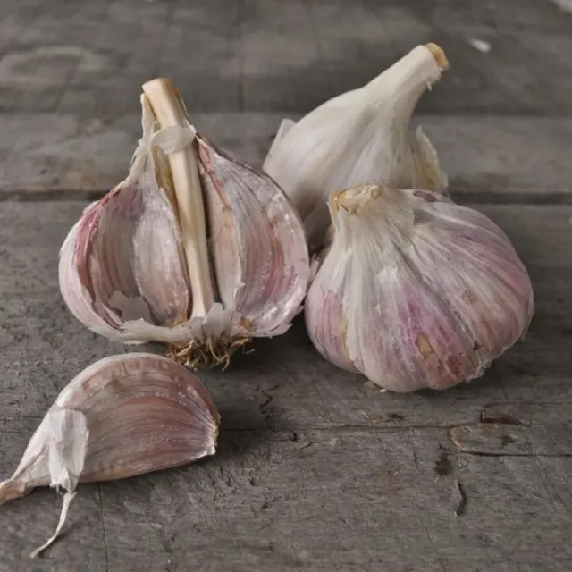 Pinetree Garden Seeds Music Hardneck Garlic Bulbs 3 Bulbs Fall