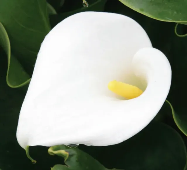 Brent & Becky's Bulbs Zantedeschia Aethiopica Calla Bulbs