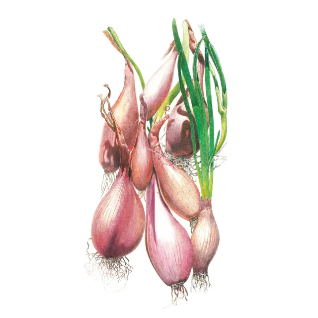Epic Gardening Crème Brulee Shallot Onion Seeds AAS Winner