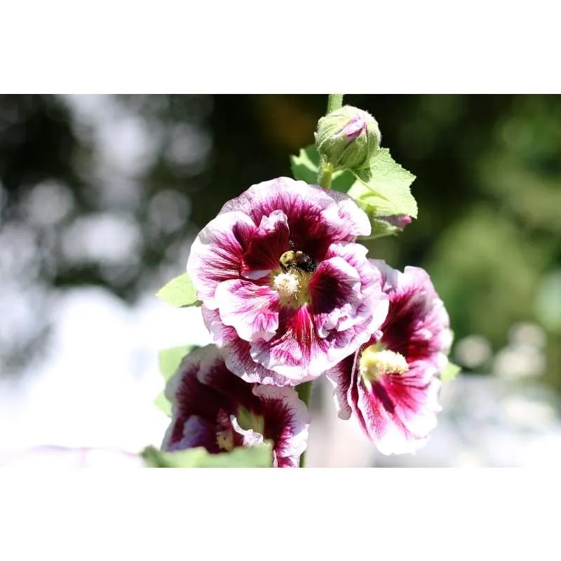 Pinetree Garden Seeds Creme de Cassis Hollyhock Seeds 15 Biennial