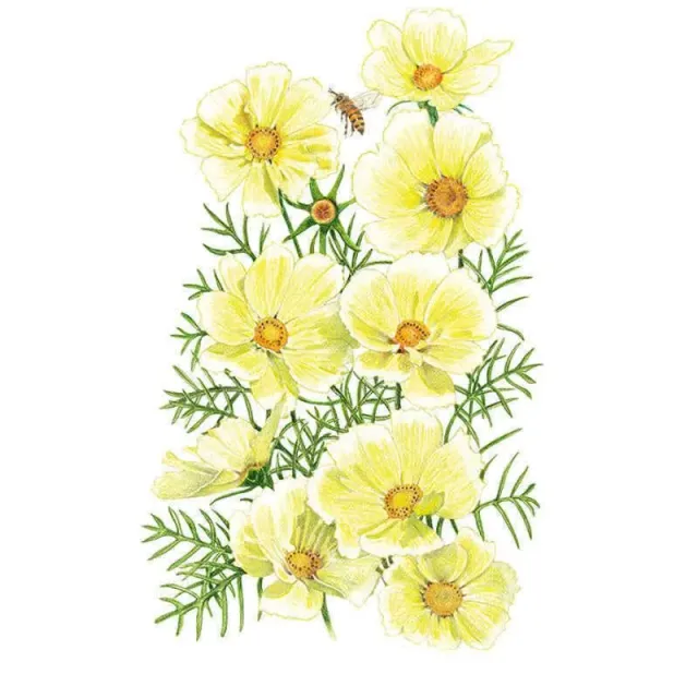 Epic Gardening Xanthos Cosmos Seeds Yellow Cut Flowers
