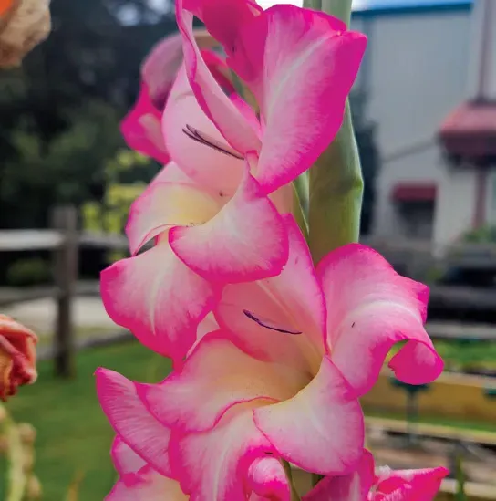 Brent & Becky's Bulbs Gladiolus Priscilla gladiolus bulb