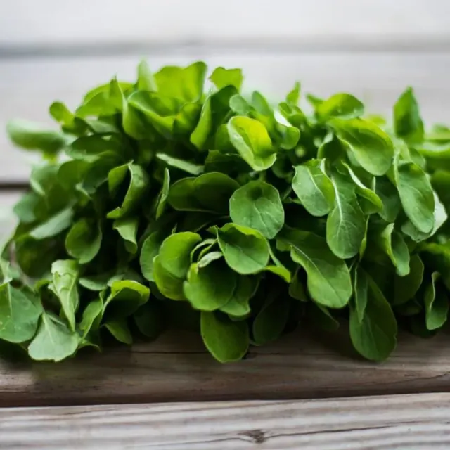 Pinetree Garden Seeds Astro Arugula Organic Seeds 500 Cold Tolerant
