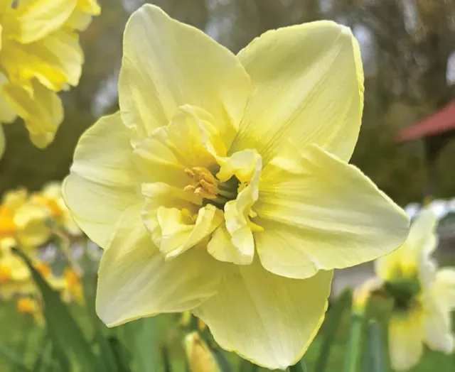 Brent & Becky's Bulbs Narcissus Dancing Moonlight daffodil bulb split corona