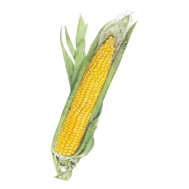 Epic Gardening Bodacious Sweet Corn Seeds