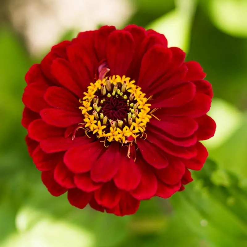 Pinetree Garden Seeds Cherry Queen Zinnia Seeds Cut Flower