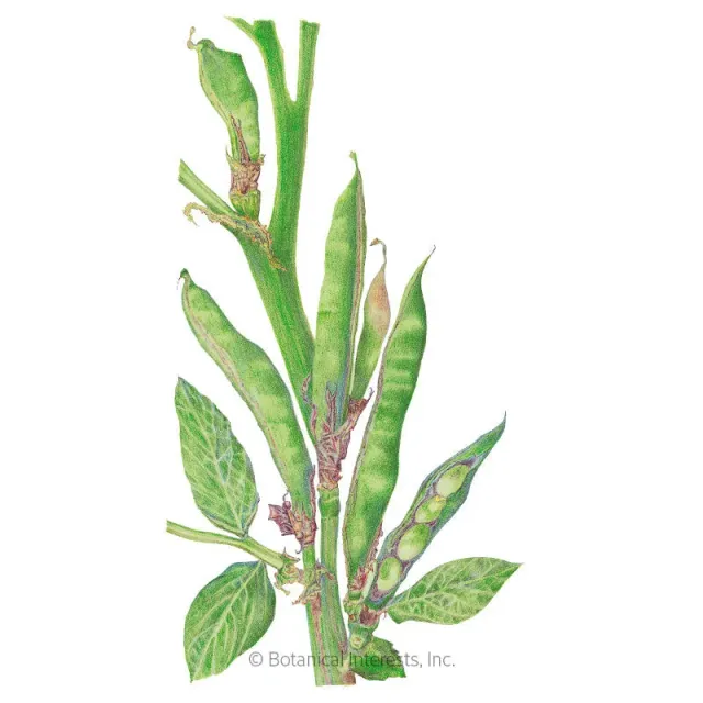 Epic Gardening Windsor Fava Bean Seeds Heirloom Cool Season