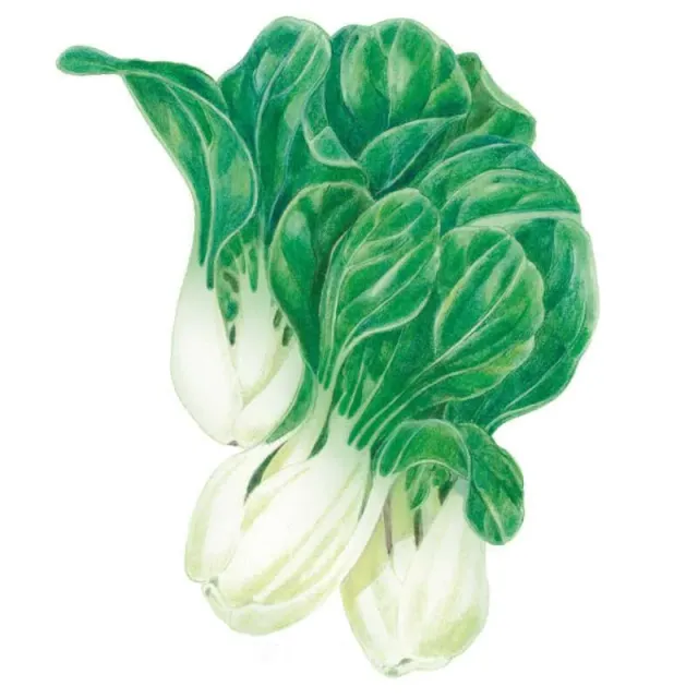 Epic Gardening Baby Choi Bok Choy Seeds Organic