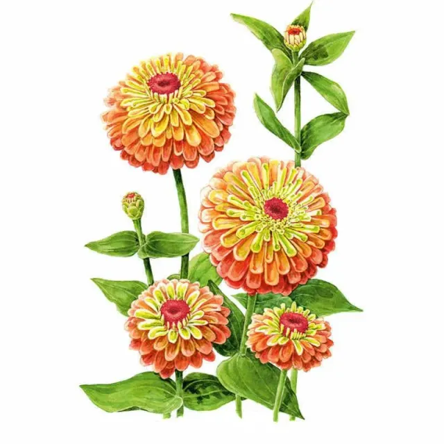 Epic Gardening Queeny Lime Zinnia Seeds