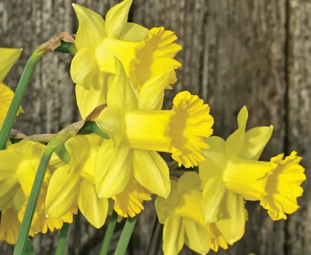Brent & Becky's Bulbs Narcissus Little Alfred daffodil