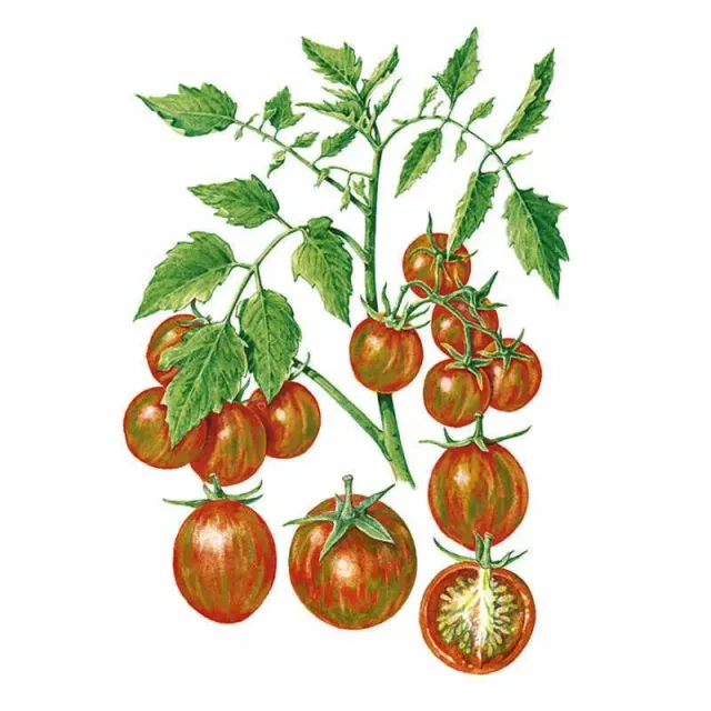 Epic Gardening Chocolate Sprinkles Pole Cherry Tomato Seeds Prolific