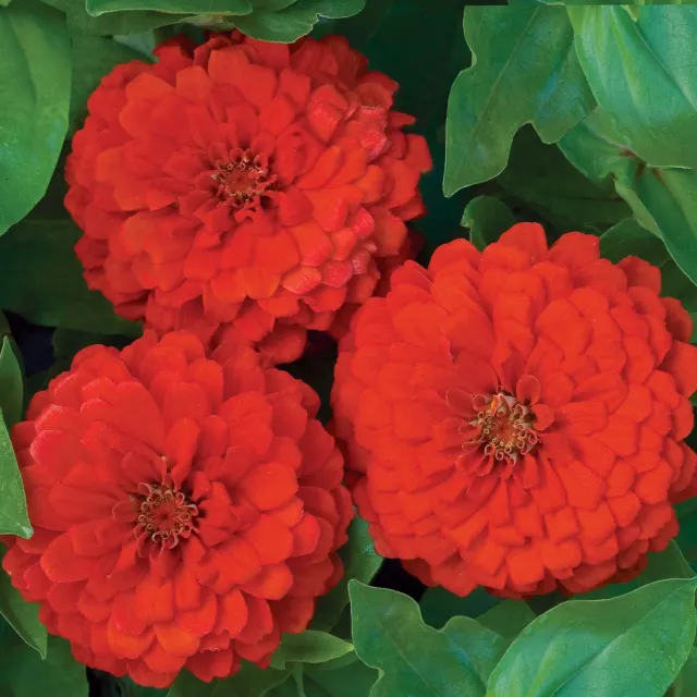 Burpee Big Red Zinnia Seeds 50 Count Scarlet 5-Inch Blooms