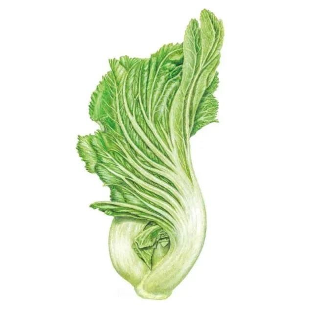 Epic Gardening Gai Choy Mustard Vegetable Seeds 40-Day