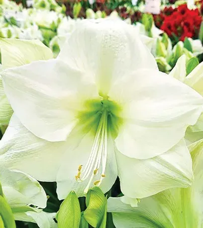Brent & Becky's Bulbs Northpole Hippeastrum Amaryllis Bulb