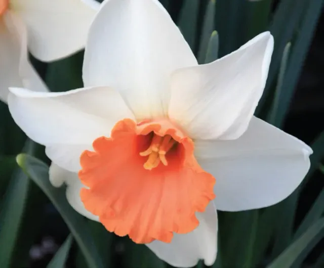 Brent & Becky's Bulbs Chromacolor daffodil bulb