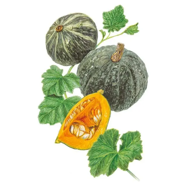 Epic Gardening Kurinishiki Kabocha Winter Squash Seeds Sweet