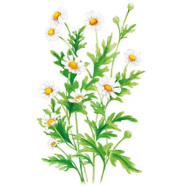 Epic Gardening Feverfew Herb Seeds