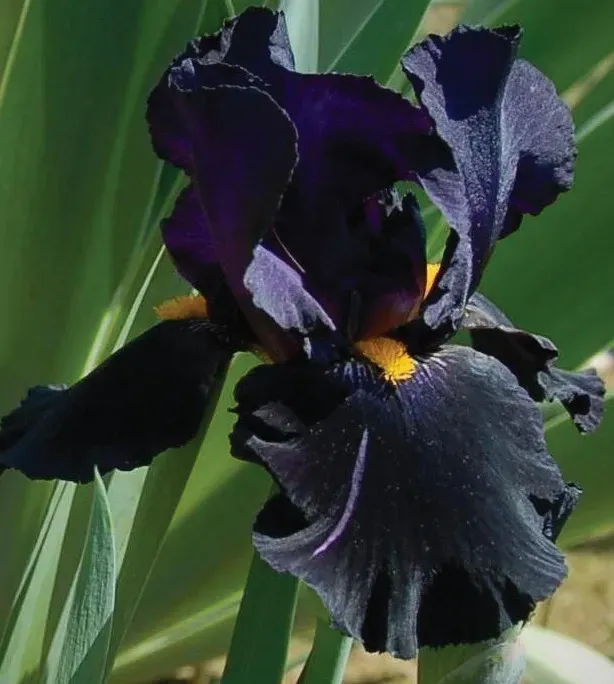 Brent & Becky's Bulbs Black Knight Iris Plants Tall