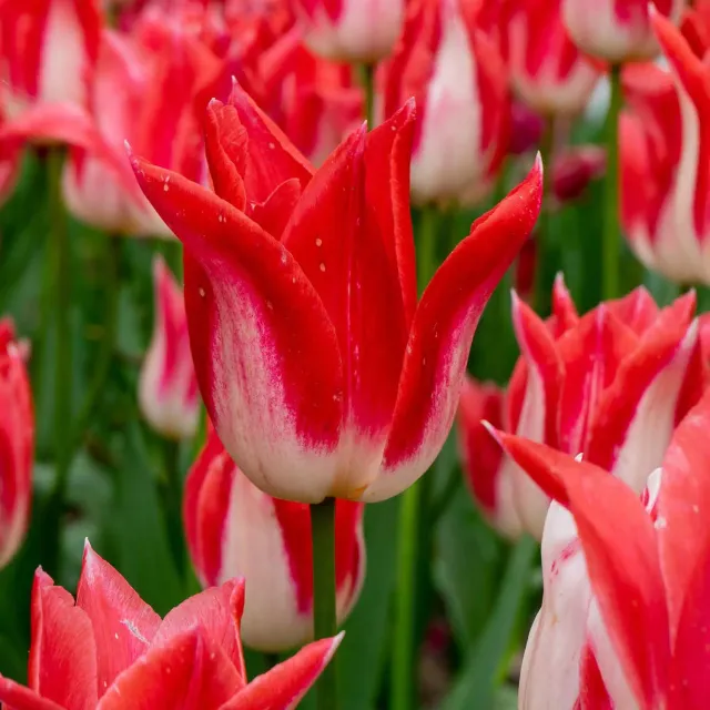 Burpee Strawberry Romanoff Tulip Bulbs 10 Pack Lily-Flowering