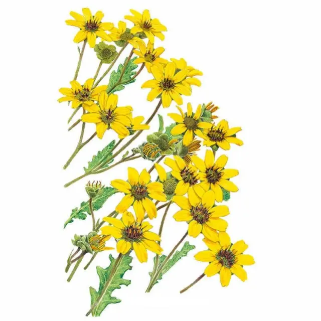 Epic Gardening Chocolate Flower Seeds Native Heirloom