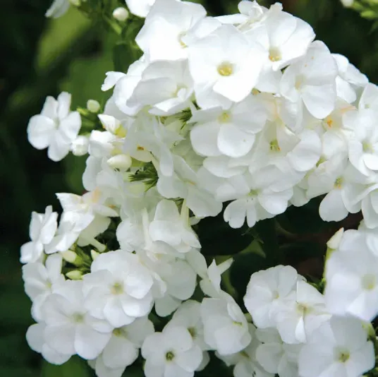 Brent & Becky's Bulbs David Garden Phlox Plant Plug