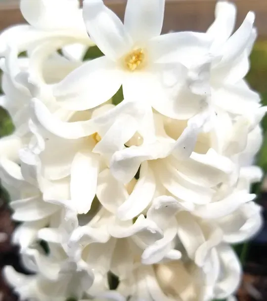 Brent & Becky's Bulbs White Ideal Hyacinth Bulbs Fragrant