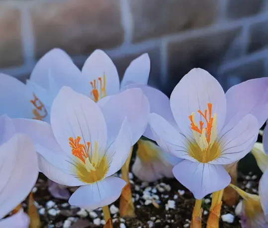 Brent & Becky's Bulbs Crocus – pulchellus ‘Zephyr’ crocus