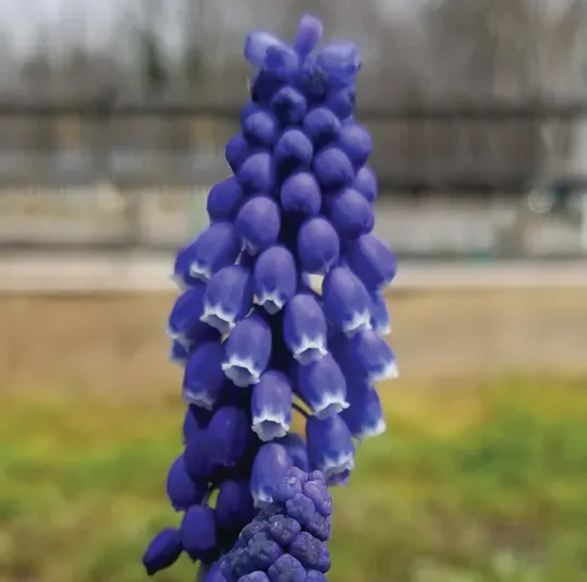 Brent & Becky's Bulbs armeniacum ‘Alida’ muscari bulb