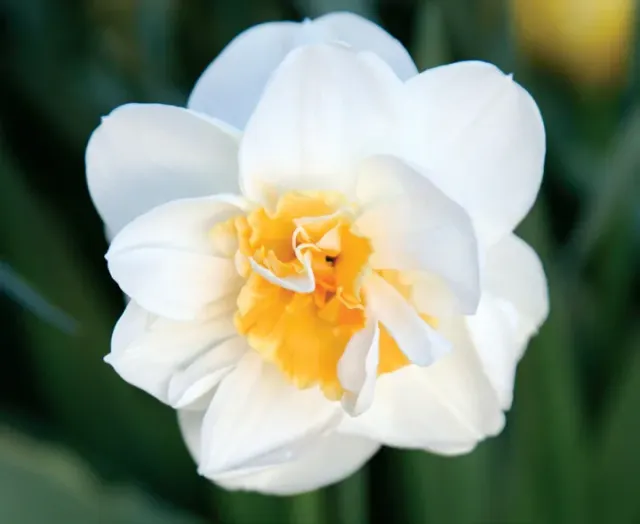 Brent & Becky's Bulbs Madison Double Daffodil Bulbs