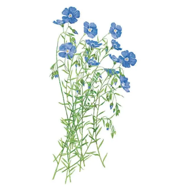 Epic Gardening Blue and Breezy Flax Seeds