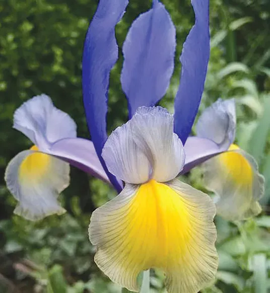 Brent & Becky's Bulbs Miss Saigon Dutch Iris Bulbs