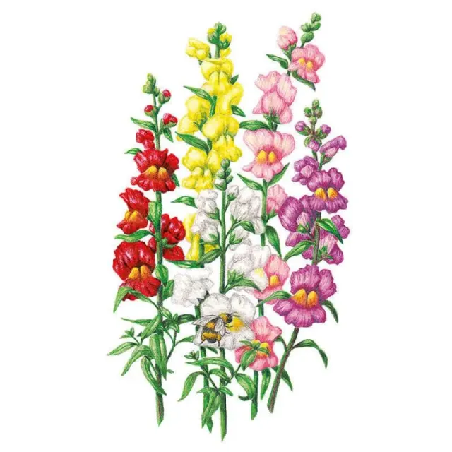 Epic Gardening Tall Maximum Blend Snapdragon Seeds