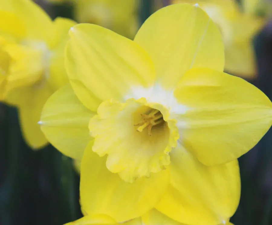 Brent & Becky's Bulbs Fellows Favorite Daffodil Bulbs Early Spring