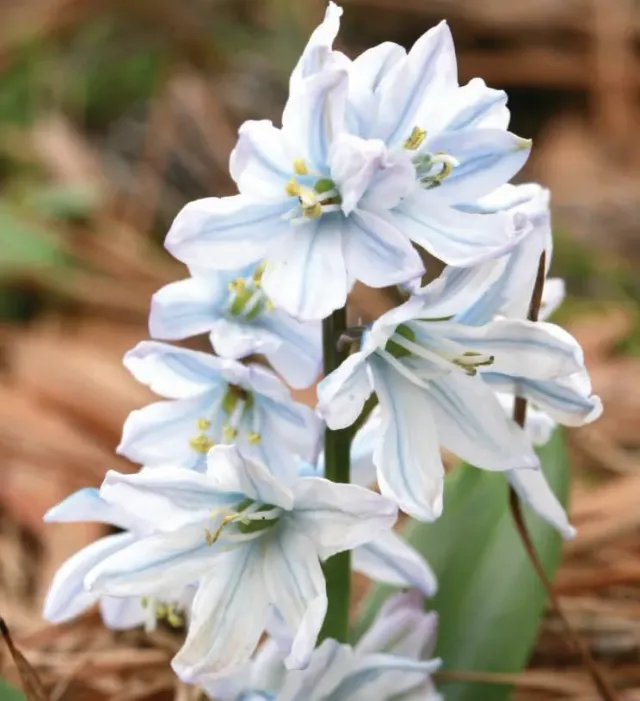 Brent & Becky's Bulbs Mischtschenkoana Scilla Bulbs Shade Mix